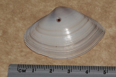 Austromactra contraria