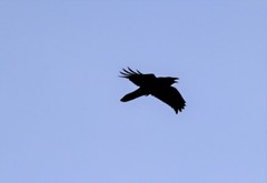 Corvus corax kamtschaticus