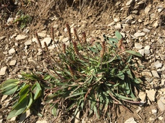Plantago alpina