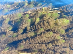 Myriophyllum quitense