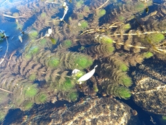 Myriophyllum quitense