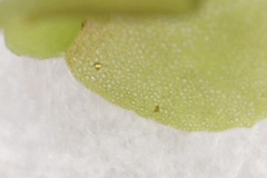 Scapania compacta