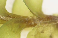 Scapania compacta
