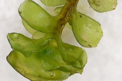 Scapania compacta