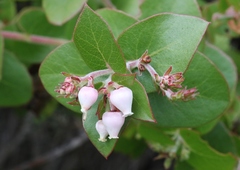 Arctostaphylos osoensis