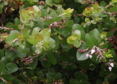 Arctostaphylos osoensis