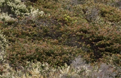 Arctostaphylos osoensis