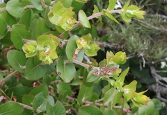 Arctostaphylos osoensis