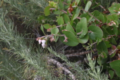 Arctostaphylos osoensis