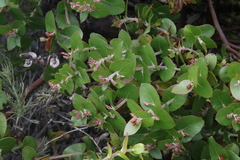 Arctostaphylos osoensis