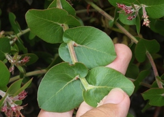 Arctostaphylos osoensis