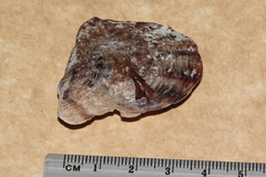 Pinctada maculata