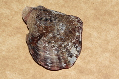 Pinctada maculata
