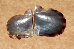 Pinctada maculata