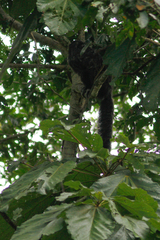 Pithecia milleri