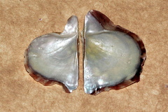 Pinctada maculata