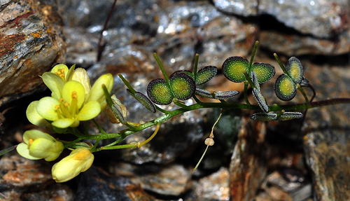 Biscutella glacialis