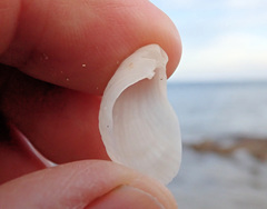 Magellania flavescens