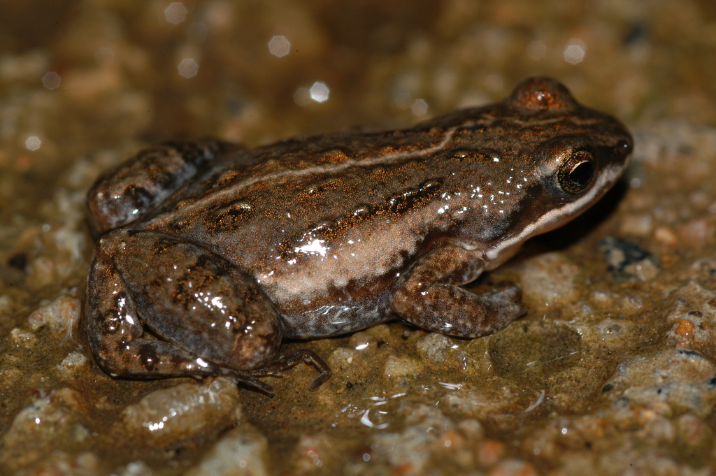 Rhythmic Dainty Frog