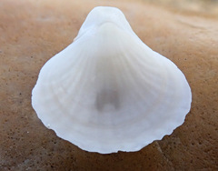 Magellania flavescens