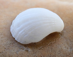 Magellania flavescens