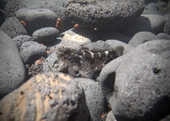 Mauligobius maderensis