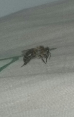 Apis mellifera