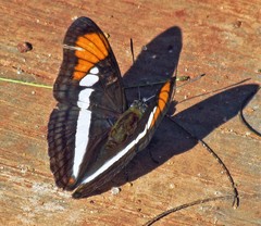 Adelpha hyas