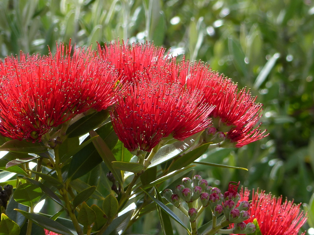 Pōhutukawa / southern rātā hybrid