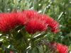 Pōhutukawa / Southern Rātā Hybrid - Photo (c) Andy Pearce 🕊, some rights reserved (CC BY-NC), uploaded by Andy Pearce 🕊
