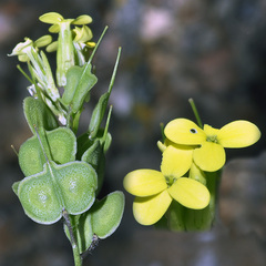 Biscutella auriculata