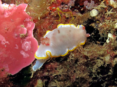 Felimida purpurea