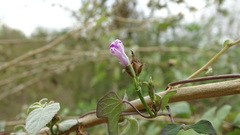 Ipomoea × leucantha