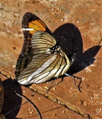 Adelpha hyas