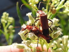 Chauliognathus lecontei