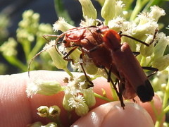 Chauliognathus lecontei