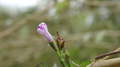 Ipomoea × leucantha