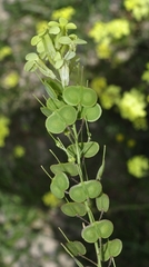 Biscutella auriculata