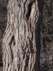 Robinia pseudoacacia