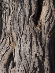 Robinia pseudoacacia