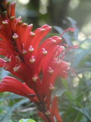 Stenostephanus