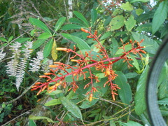 Palicourea padifolia