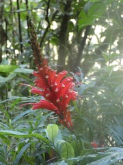 Stenostephanus
