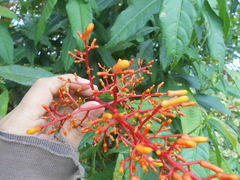 Palicourea padifolia