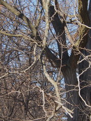 Robinia pseudoacacia