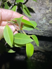 Ficus obliqua