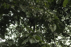 Pithecia milleri