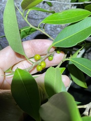 Ficus obliqua
