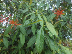 Palicourea padifolia