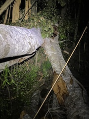 Ficus obliqua
